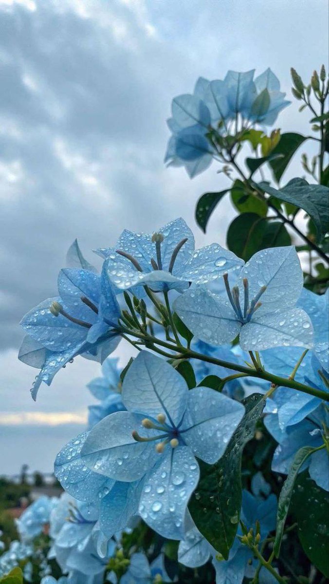 حَتَّى وَإِنْ بَدت السَّمَاء بَعِيدَةً
إنَّ الَّذي فَوْقَ السَّمَاء قَرِيبُ
فَارْفَعْ يَدَكَ إِلَى الإِلَهِ مُنَاجِيَا
إن الجروحَ مَعَ الدُّعَاء تَطِيبُ🤍☃️