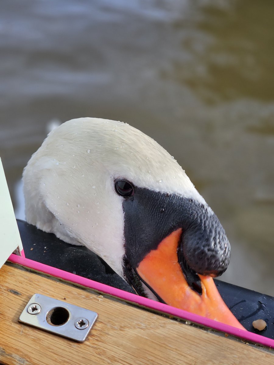#BoatingMondays we're in Ellesmere this week, went to the Marina for diesel &amp; pumpout then across the canal for water so maybe 1/2 mile + a hungry swan. #BearsAfloat #electricboats #boatsthattweet #ortomader #ellesmere