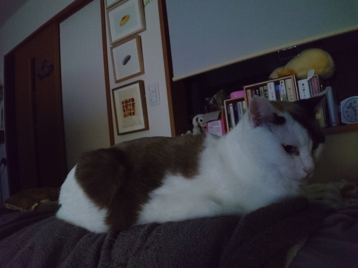 やっと猫たちの早朝ドタバタがおさまったので寝直す。今朝ははったん