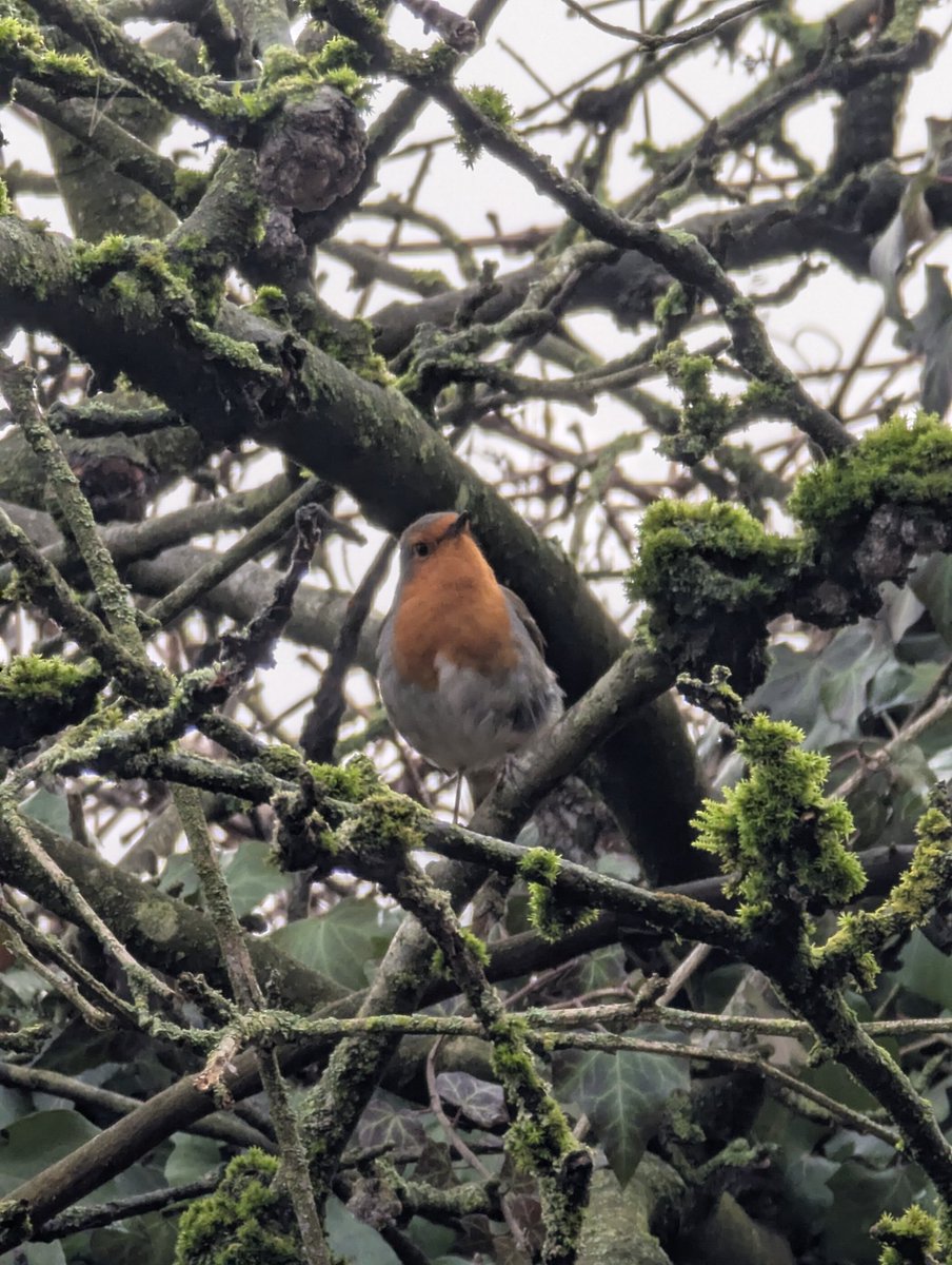 NerdyBirdGames's tweet image. Our Robin that lives in our garden, he's a funny one gets quite close and waits for us every morning to feed him. #threadofgold #smallbeauties #smallbeautieshour #becauseofclem @ThreadofGold1