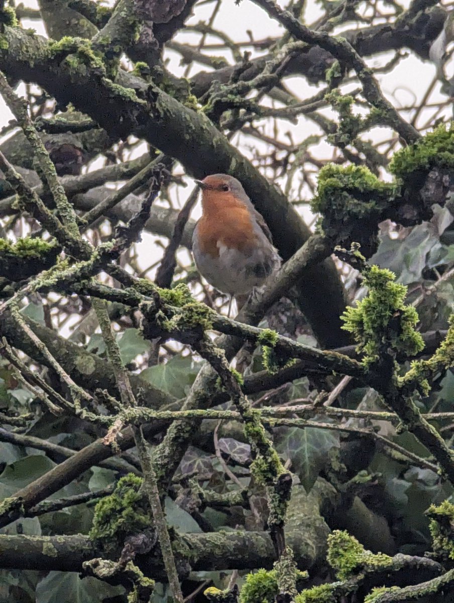 NerdyBirdGames's tweet image. Our Robin that lives in our garden, he's a funny one gets quite close and waits for us every morning to feed him. #threadofgold #smallbeauties #smallbeautieshour #becauseofclem @ThreadofGold1