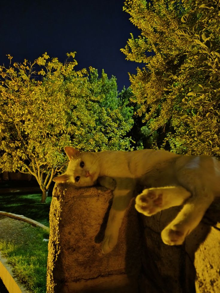 وأنا كمان ياقطه