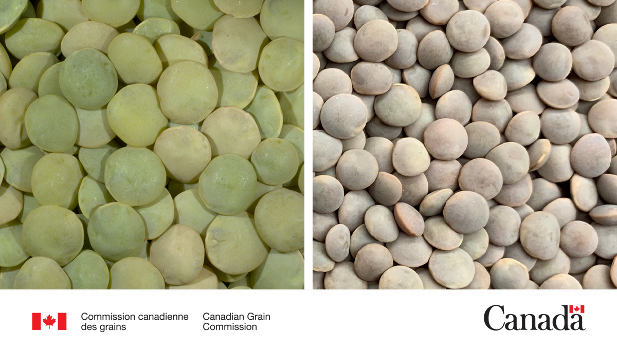 Notre rapport complet, intitulé «Qualité des lentilles de l'Ouest canadien en 2025», est affiché sur notre site Web. Il présente les données relatives à la qualité des récoltes de lentilles vertes et rouges cultivées dans l'Ouest canadien en 2025.
ow.ly/sAaK50YbVXY