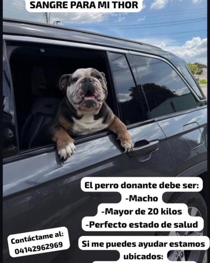 PerroUsuario Wof '•' tweet media