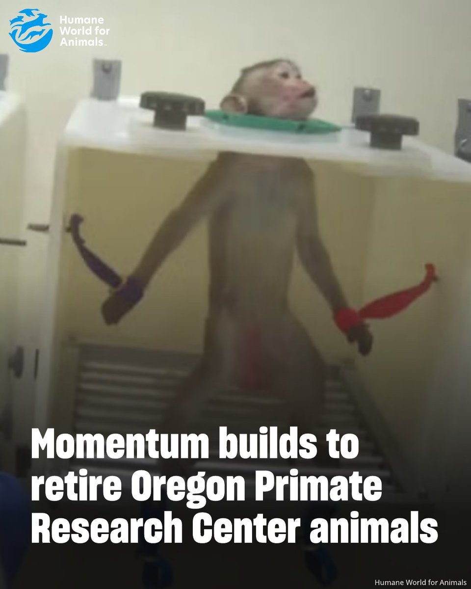 STATEMENT: Momentum builds to retire Oregon Primate Research Center animals. 

Read More 👉 humaneworld.org/en/news/statem…