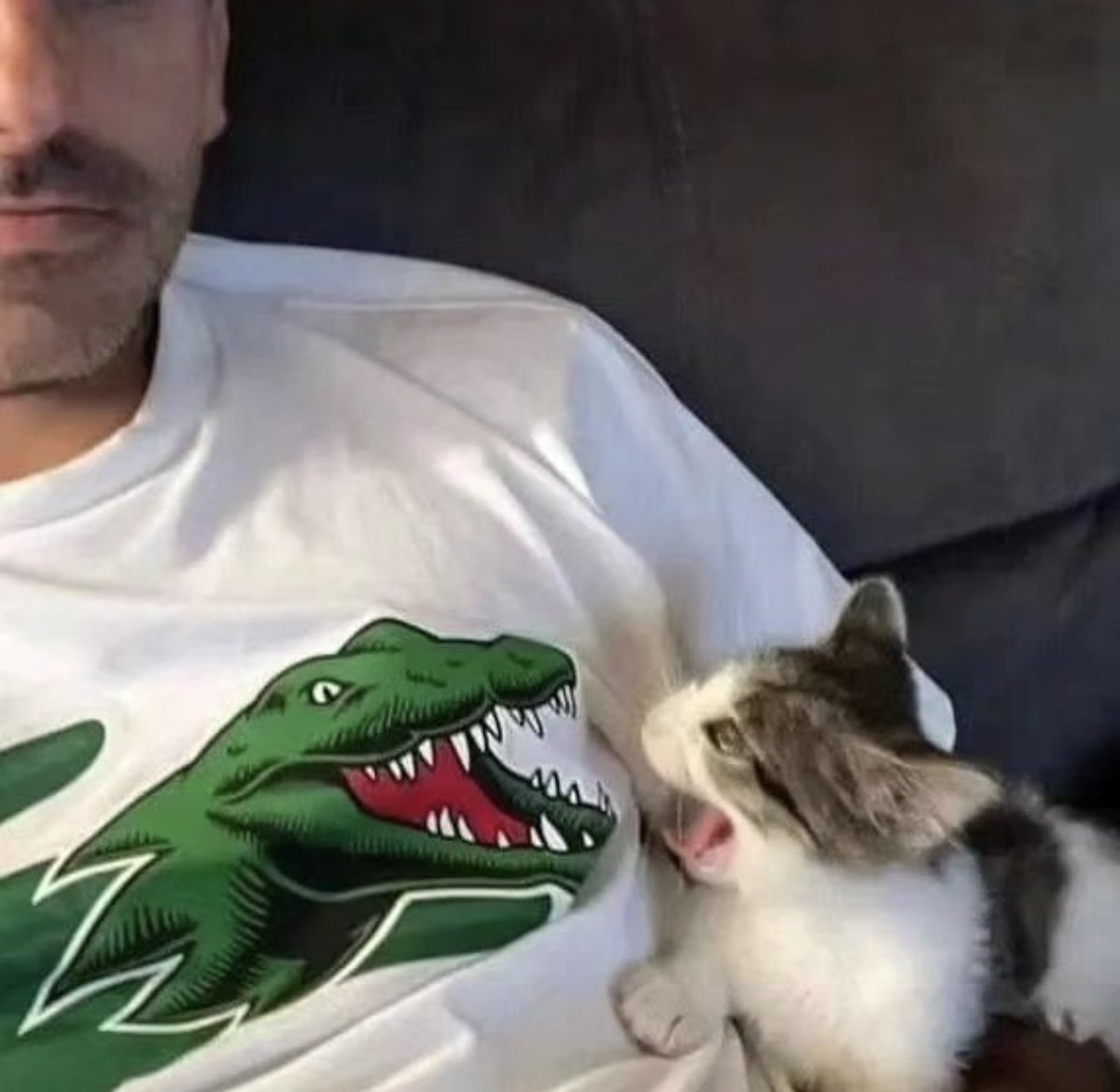 smol silly cat (@catsillyness) on Twitter photo 