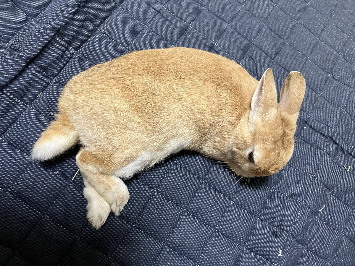 三日月🌙style🌙ᕱ⑅ᕱ︎ #うさぎ #うさぎのいる生活