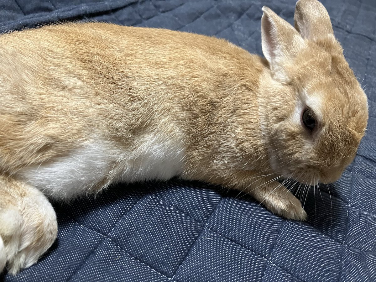 三日月🌙style🌙ᕱ⑅ᕱ︎ #うさぎ #うさぎのいる生活