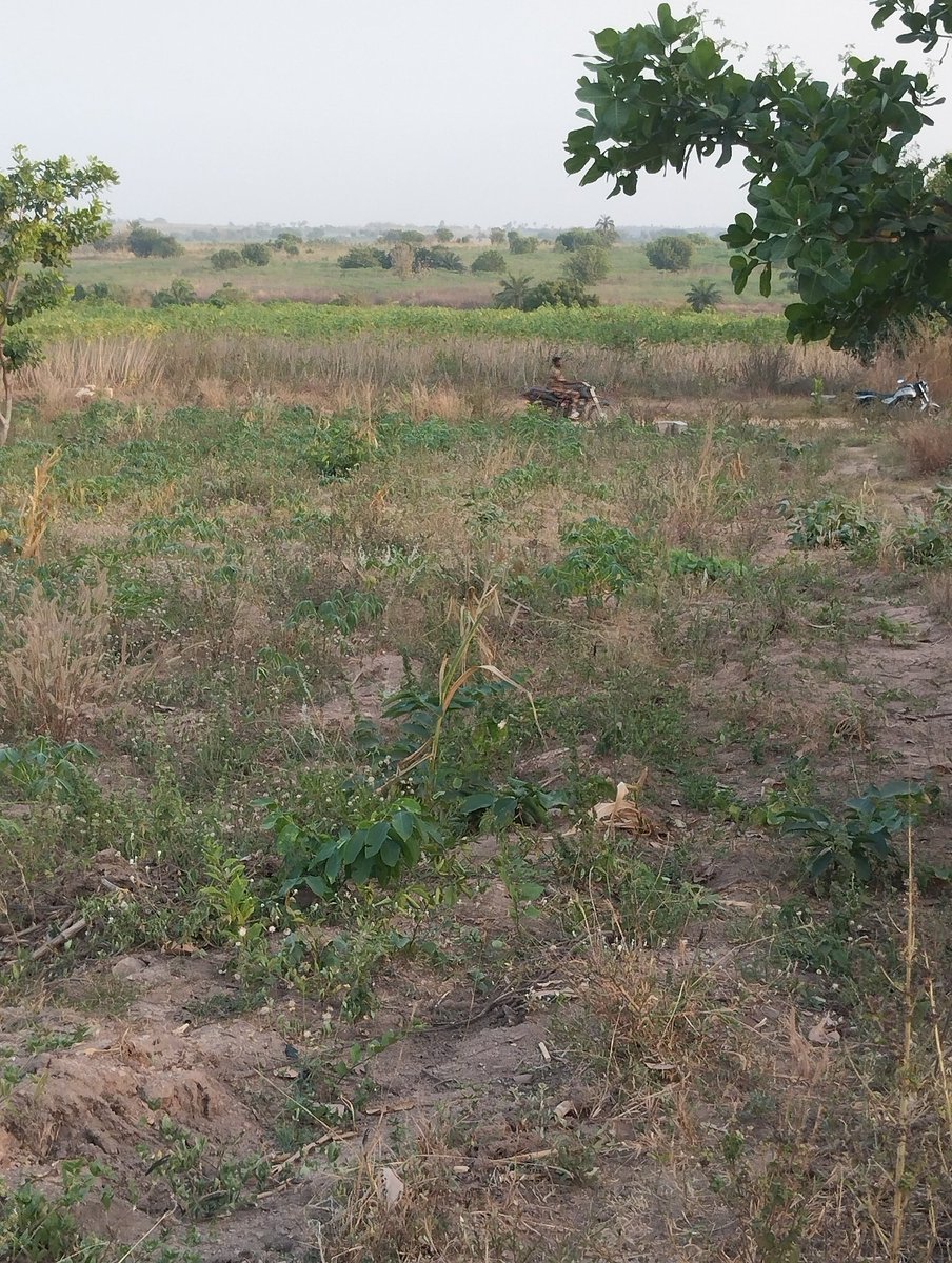 AcreUnity's tweet image. 100 acres of fertile farmland available, along Ikere road, Alobo village, Iseyin

550k per acre

Agricultural Uses:
– Cashew plantation
– Palm plantation
– Cassava
– Maize
– Poultry farming

Very easy access and directly facing the main road