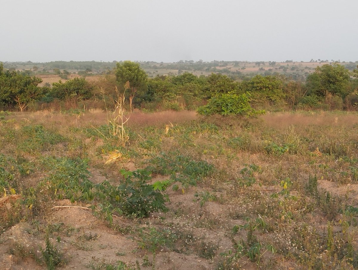 AcreUnity's tweet image. 100 acres of fertile farmland available, along Ikere road, Alobo village, Iseyin

550k per acre

Agricultural Uses:
– Cashew plantation
– Palm plantation
– Cassava
– Maize
– Poultry farming

Very easy access and directly facing the main road