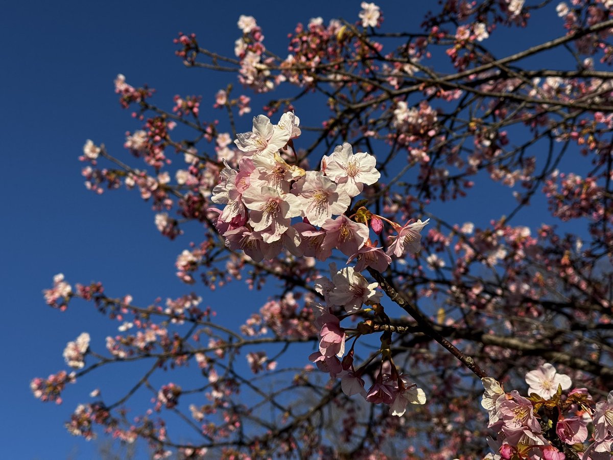 おはようございます
        ┏ʕ๑•ɷ•ʔ♪
    ┏┛┗〇〇 ┓, ·.ﾟ･*.✧︎┓
    ┗┓┏ ┛┗╋┓  ┏┛ ┗┓       
╭━┛┗━ ʕ•́ᴥ•̀ʔ   ┗┓ ┏┛
┃╭╮┏┓ いぐま     _│    │_☆
┃┗┛┃┃  │   │   │ _ ʕ•ω•ฅʔ │ 
╰ -᷅ᴥ-᷄ ╯╰✿ ┗━╯┗━┛▔
🌸もう咲いてる٩ʕ•ﻌ•*ʔو