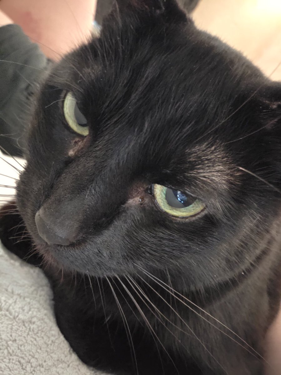 skyliteyez's tweet photo. Me and the cat today 🖤 https://t.co/yC3WTWtsUN