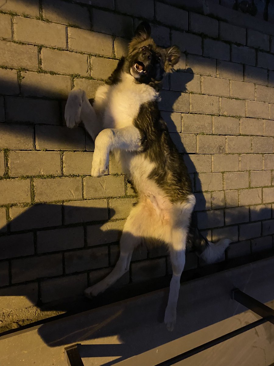 ‼️ACİL YUVA ARIYORUZ. 
Herkese merhaba, sokağımızda yeşeren bu güzellik için yuva arıyoruz. Belediyeye şikayet edildi, her gün de edilmeye devam ediyor. Ben aylarca şansını denedim başka yerlerde ama olmadı. Buradan belki elimizi tutan olur.