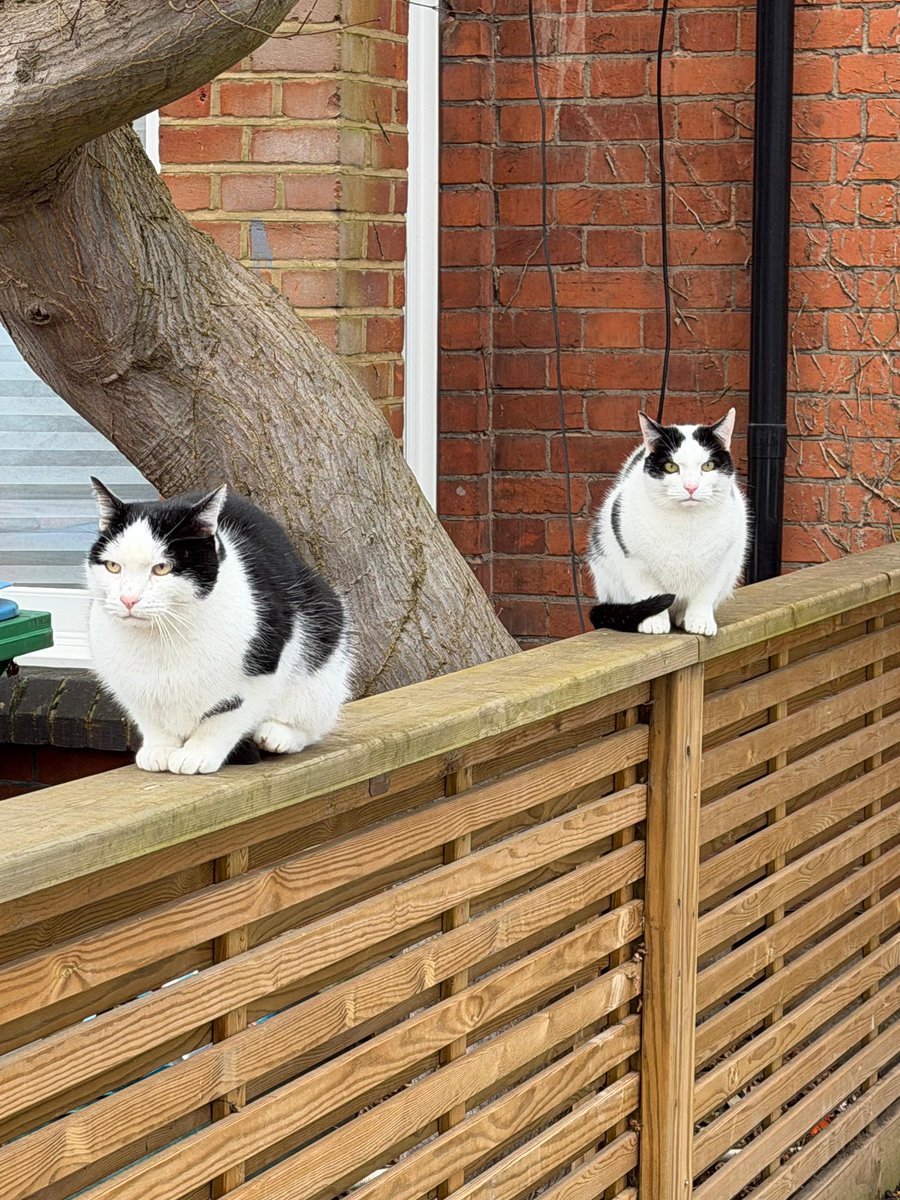 Dax Cat #ambassacat tweet media