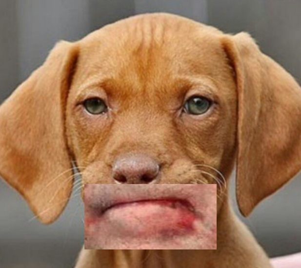 Elon is implicated by his affiliation with Ari Emanual, why is just Bannon getting exposed?