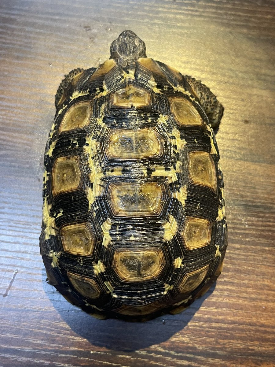 🐾ヒガシベルセオレガメ🐾
12cmと14cm🐢🥬
良く食べ綺麗な女の子達です♪
