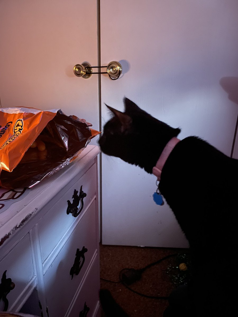 i havent posted in ages so heres my fat ass cat, art soon or whatever