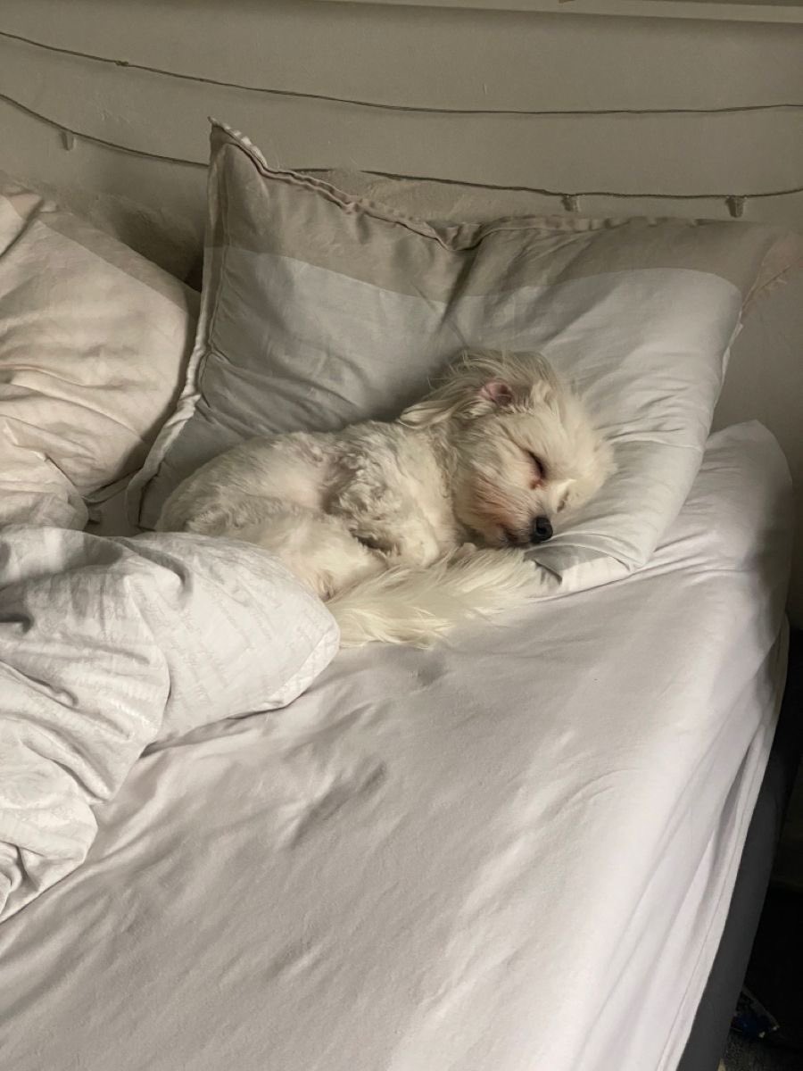 💖 (@twaniimals) on Twitter photo 