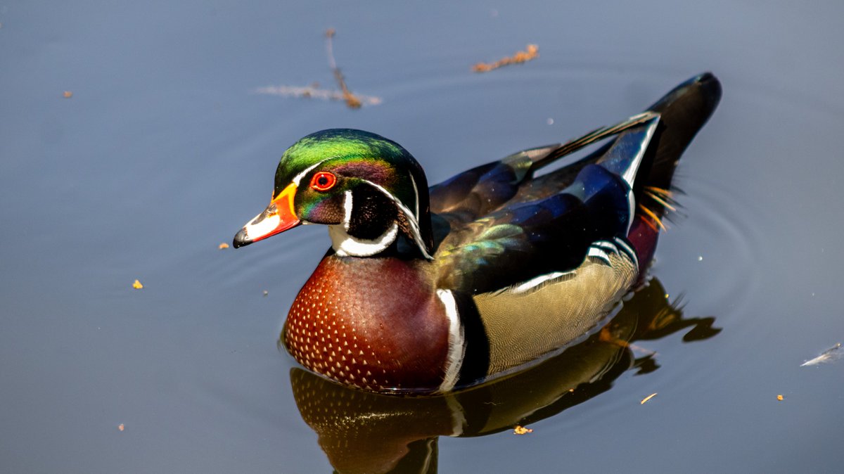 Bosque De Chapultepec tweet media