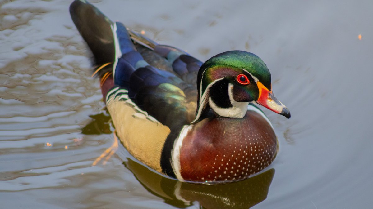 #HoyEnChapultepec 

Avistamos un ejemplar de Pato Arcoíris (Aix sponsa) dentro de los lagos del Bosque

Esta es una especie rara dentro de la Ciudad de México debido a que su rango de migración se limita al norte del continente🌈