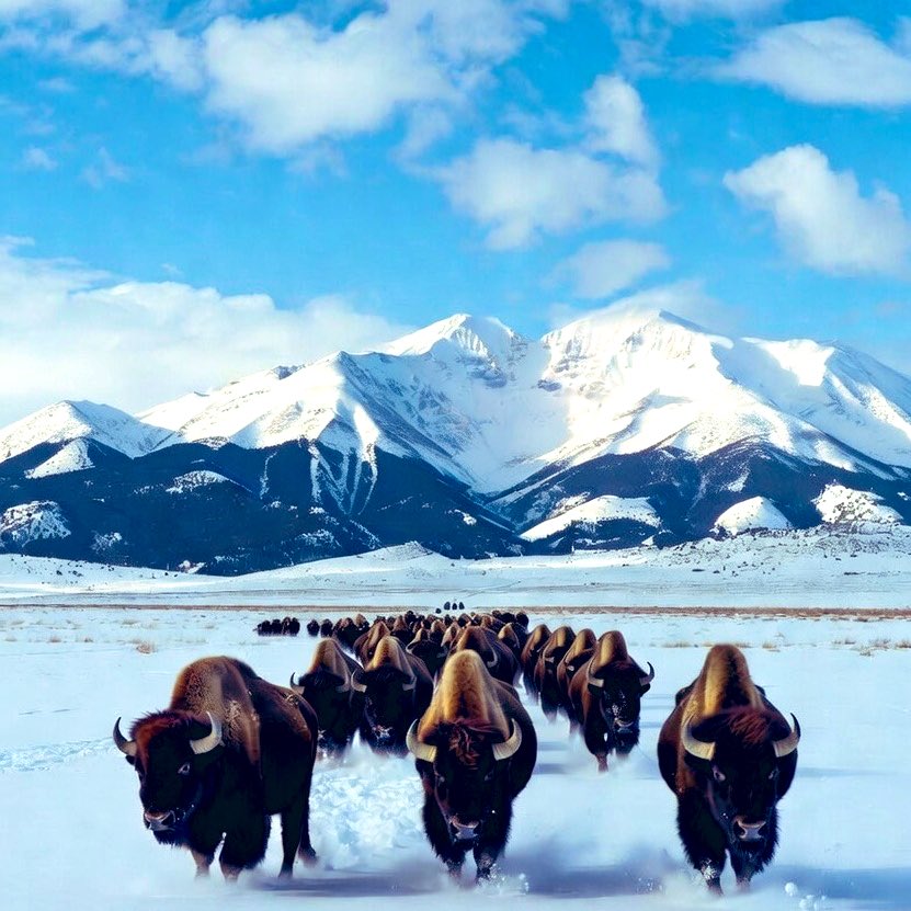 Derrick Lang tweet media