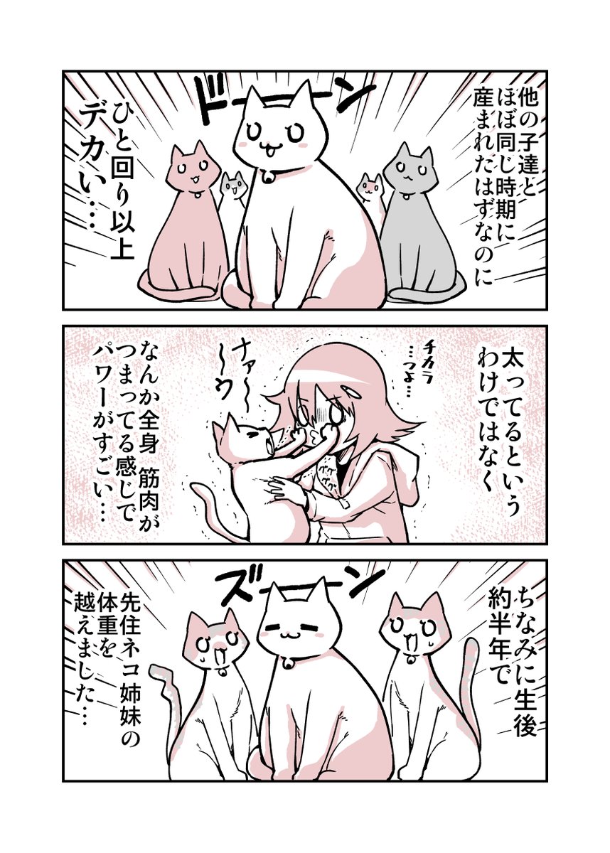 保護猫のショボくんがヤバ過ぎた話(2/3) 