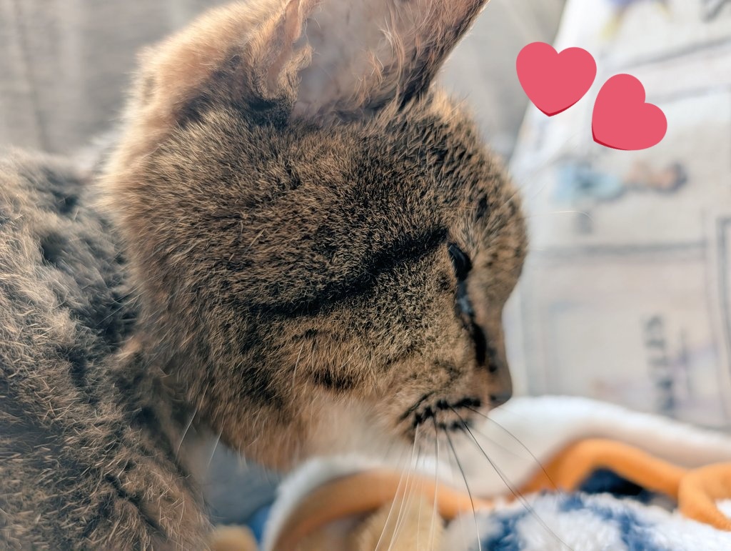 20歳超えても高いところにジャンプしたり、後輩たちに交じって食欲旺盛。でも小柄でいつまで経っても子猫と間違えられる鱈ちゃんが先ほど永眠。私が横浜から戻るの待っててくれた。夜中1時、名前を呼んであげると小さく返事してくれてたのが最後。人間だともう110歳くらい。大往生。ありがとう鱈💞