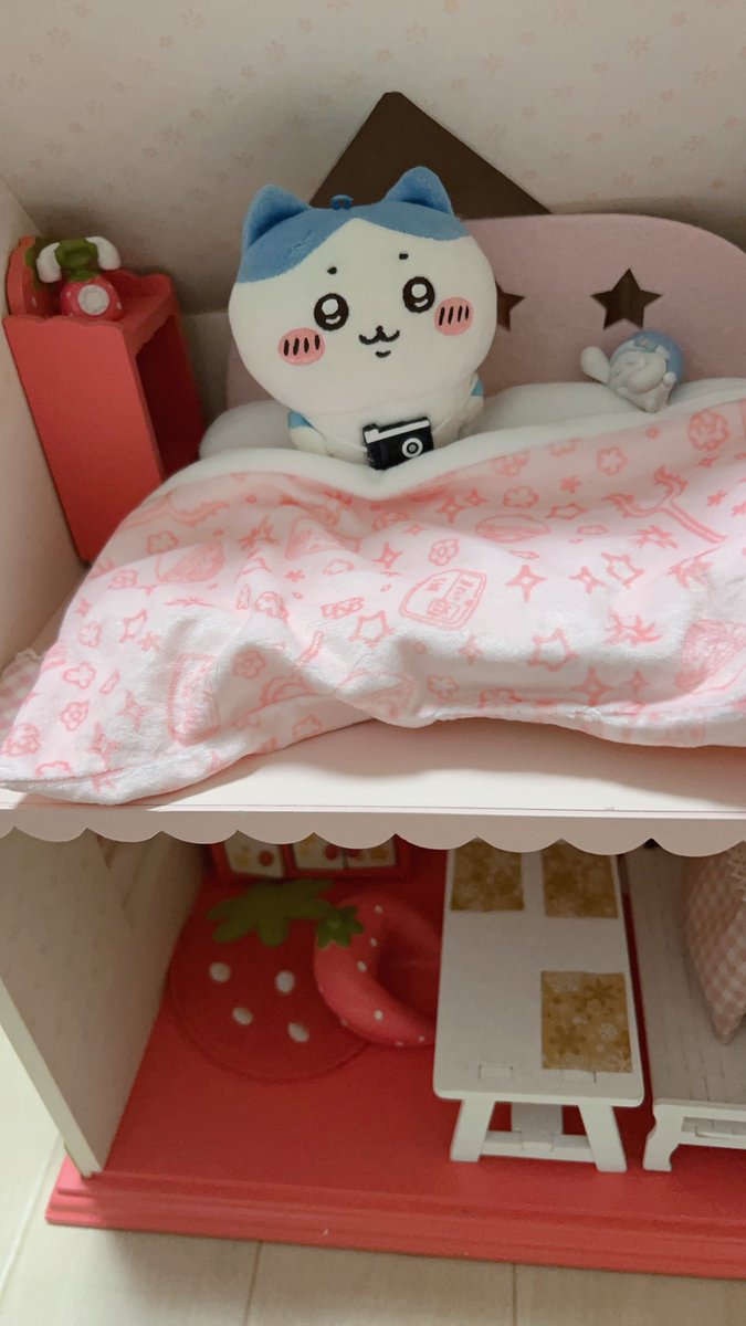 ハチおはよう😊 最近ハチにお家をプレゼント🎁✨ 昔のものだけど