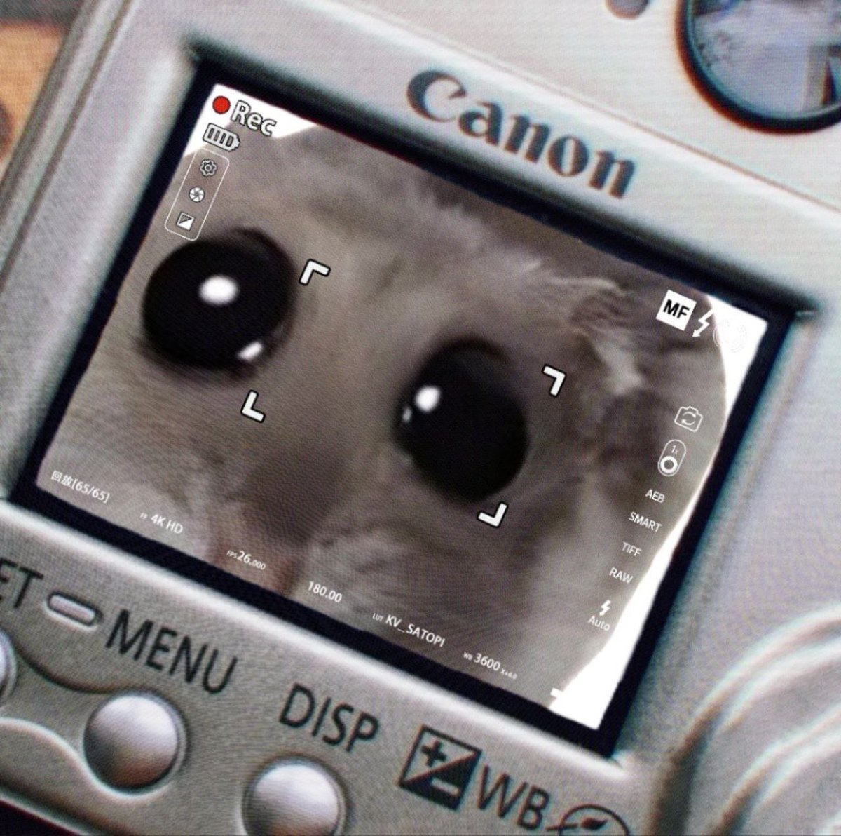 the next meme runner? $CHESTER

imagine you fade this fckin cute animal lul