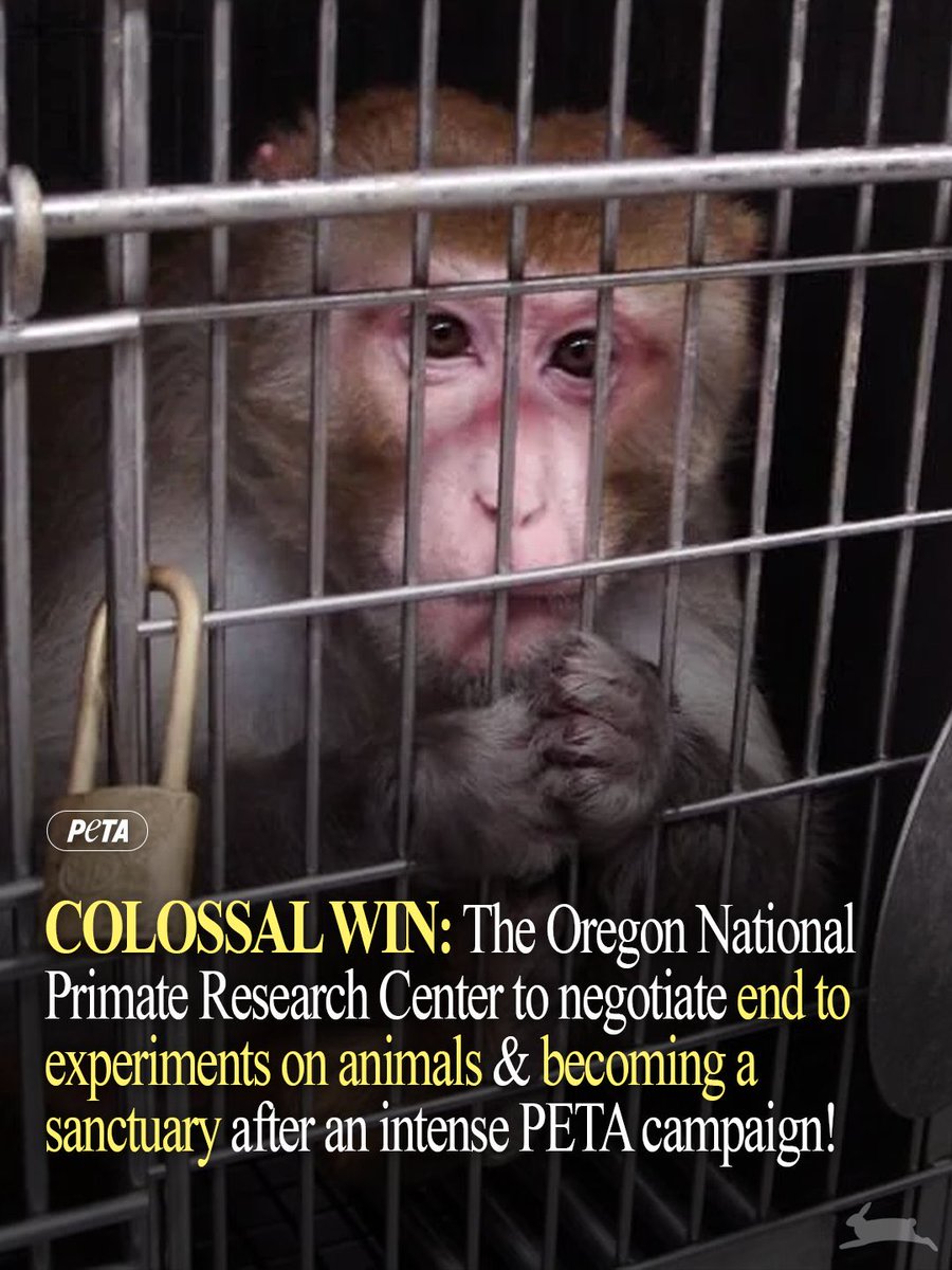 BREAKING: After YEARS of PETA pressure, the Oregon National Primate Research Center will negotiate an end to ALL experiments on monkeys &amp; transition to a sanctuary in a massive win🐒 The closure would end 60 years of cruel tests &amp; saves 5,000 monkeys!