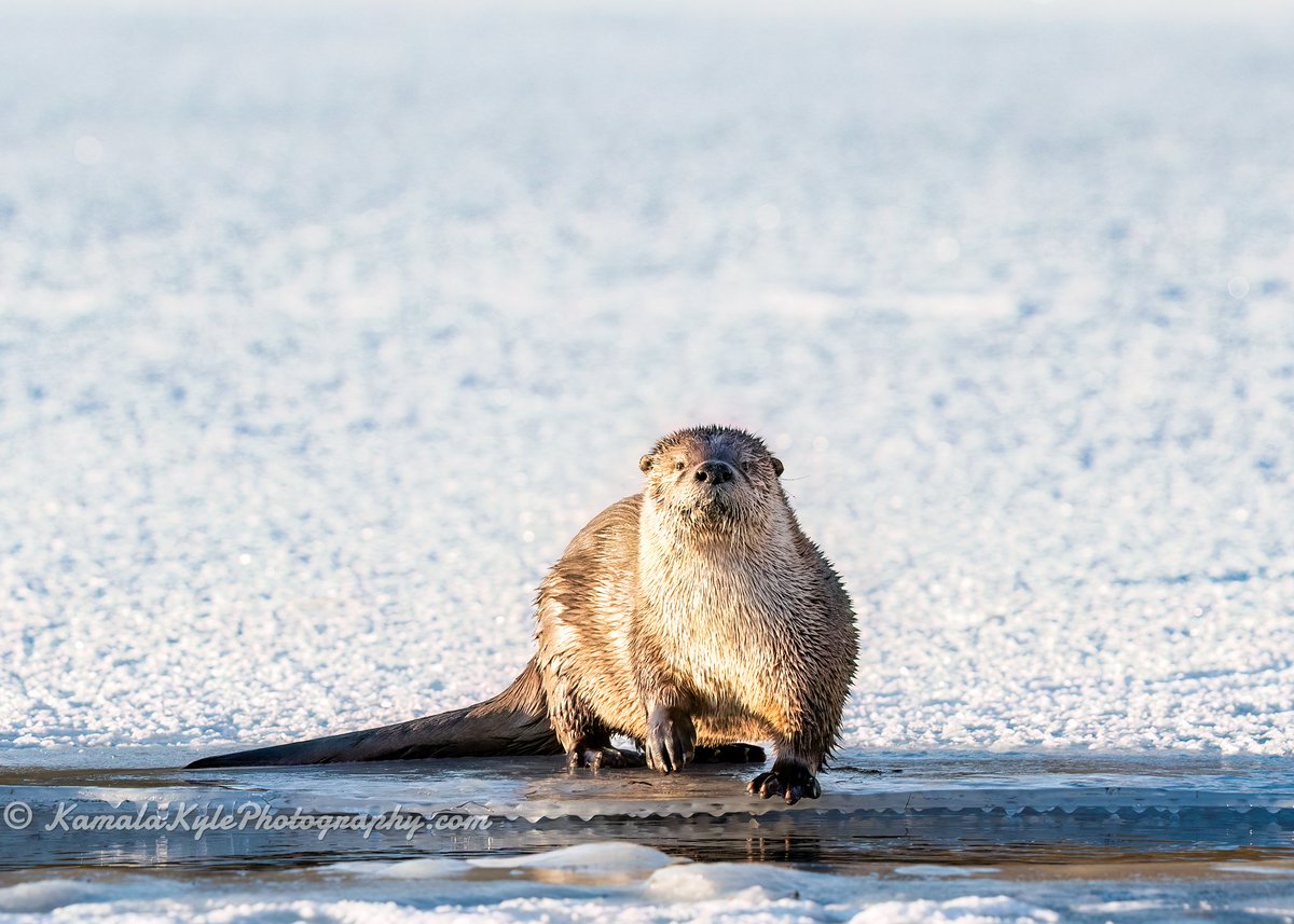 Kamala and Kyle Photography tweet media