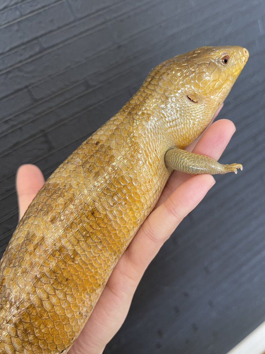 ツヤテカ✨
キメラアオジタは小さく可愛いけど、大きいキタアオジタよりも力が強く感じる😂
この小さい身体に全エネルギーが詰まってる感じ🦎
野生を忘れて全く威嚇もしないで、愛玩ペットになったキメラでした〜
#キメラアオジタ　#キメラアオジタトカゲ