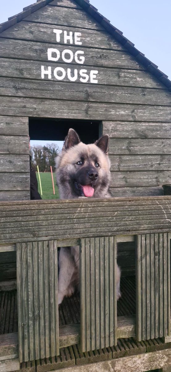 Genji in the dog house #dogday #SuperBowlLX #DogLovers #Wolfie