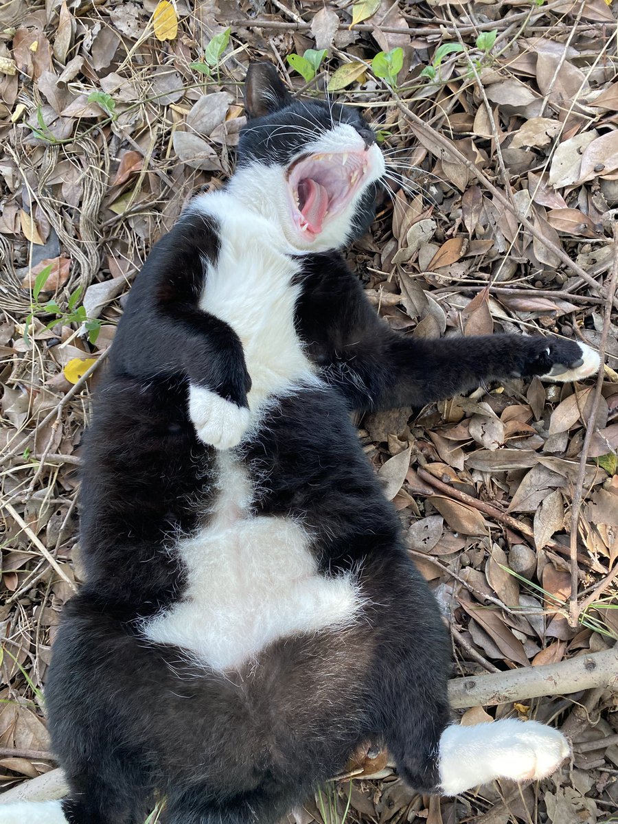 にゃん太郎 (@nyannyan__taro) / Posts / X