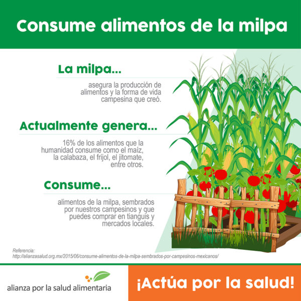 actuaporlasalud's tweet photo. 🌽 La #milpa asegura la reproducción de los alimentos y la forma de vida campesina.
Esta práctica milenaria recrea un gran porcentaje de los alimentos que hoy consume la humanidad: maíz, calabaza, frijol, aguacate, jitomate, entre muchas otras plantas.
https://t.co/FQBkFfKy6J https://t.co/j5xXqKBKw4