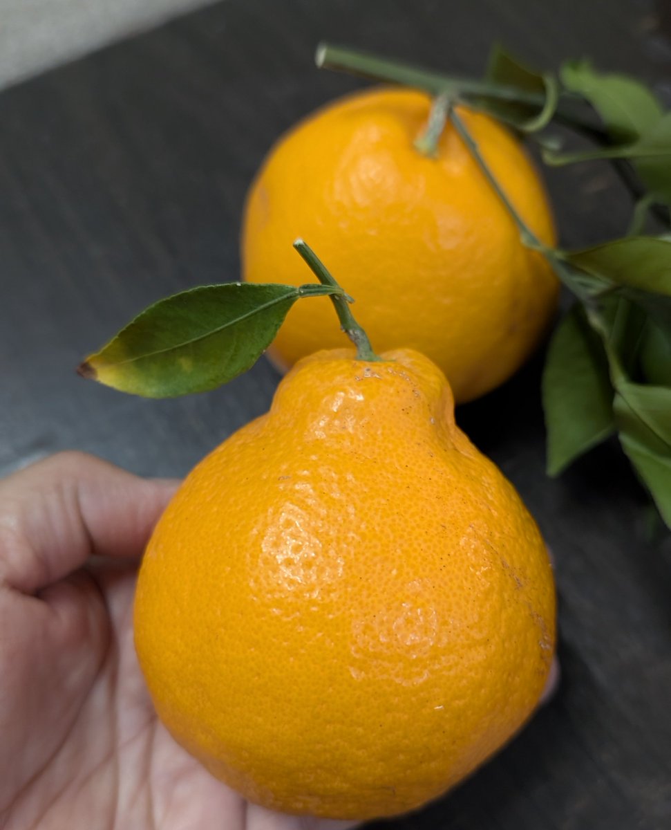 Intan bawa balik limau premium, nampak macam  limau mandarin dari Jepun dekopon/ sumo mandarin.
Rasa manis, kurang serat putih,kulit nipis lembut ditekan.