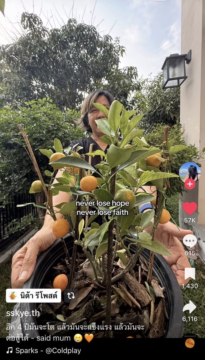 ไปเจอในตต.คุณแม่ซื้อต้นส้มมาปลอบใจลูกหลังจากผลเลือกตั้ง แล้วบอกลูกว่า “ซื้อส้มมาให้ เป็นกำลังใจว่าอีก4ปีมันจะโตและมันจะแข็งแรงและต่อสู้ได้ ” 🥺😩😫 <a href="/teng_pple/">ณัฐพงษ์ เรืองปัญญาวุฒิ (เท้ง)</a>  <a href="/PPLEThai/">พรรคประชาชน - People's Party</a>  จากที่ซึมๆตอนนี้น้ำตามาเลย vt.tiktok.com/ZSmda3o8T/