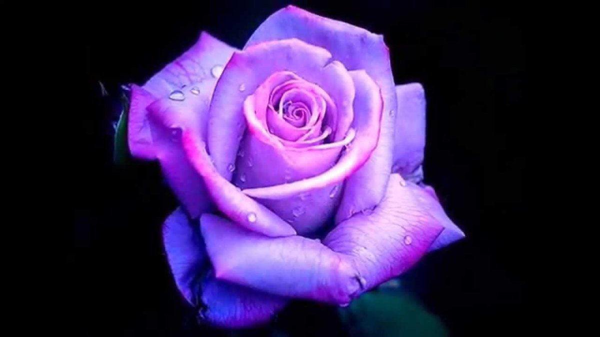10107. Eres Rosa de mi Amor de mis versos de besos,el perfume de mis prosas que hechizas mi corazón,soy el que te enamora todas las noches bajo las estrellas y te besa en la Luna de plata y en el destello de un cometa te susurran mis labios en tus besos acaramelados Mi Amor❤️🌹🇲🇽