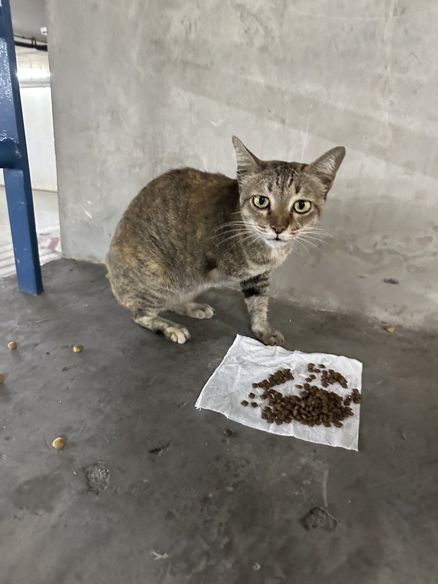 CatsterClub's tweet image. 🏠 หาบ้านให้น้องแมว 🏠 (ฝากประกาศ)

หาบ้านให้น้องแมว 3 ขา เพศเมีย อายุประมาณ 3 ปี ขาหน้าถูกตัดเพราะถูกรถชน ตอนนี้อยู่ที่ลานจอดรถของรพ. ผิวหนังอโศก  ค่ะ  
น้องมีภาวะกลัวคนเล็กน้อย   และ ไม่แน่ใจว่าท้องหรือเปล่าคะ  
อยากหาผู้อุปการะ และช่วยเหลือน้องได้ ขอเลี้ยงระบบปิด…