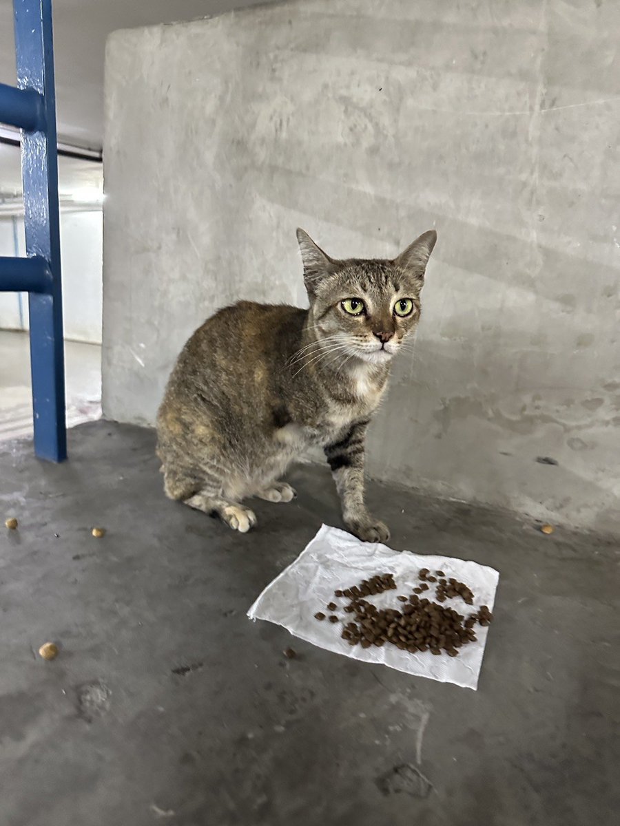 CatsterClub's tweet image. 🏠 หาบ้านให้น้องแมว 🏠 (ฝากประกาศ)

หาบ้านให้น้องแมว 3 ขา เพศเมีย อายุประมาณ 3 ปี ขาหน้าถูกตัดเพราะถูกรถชน ตอนนี้อยู่ที่ลานจอดรถของรพ. ผิวหนังอโศก  ค่ะ  
น้องมีภาวะกลัวคนเล็กน้อย   และ ไม่แน่ใจว่าท้องหรือเปล่าคะ  
อยากหาผู้อุปการะ และช่วยเหลือน้องได้ ขอเลี้ยงระบบปิด…