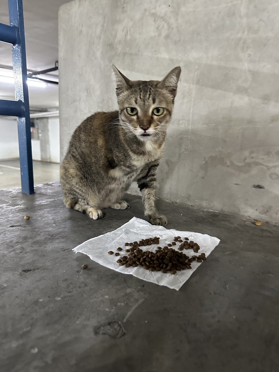 CatsterClub's tweet image. 🏠 หาบ้านให้น้องแมว 🏠 (ฝากประกาศ)

หาบ้านให้น้องแมว 3 ขา เพศเมีย อายุประมาณ 3 ปี ขาหน้าถูกตัดเพราะถูกรถชน ตอนนี้อยู่ที่ลานจอดรถของรพ. ผิวหนังอโศก  ค่ะ  
น้องมีภาวะกลัวคนเล็กน้อย   และ ไม่แน่ใจว่าท้องหรือเปล่าคะ  
อยากหาผู้อุปการะ และช่วยเหลือน้องได้ ขอเลี้ยงระบบปิด…