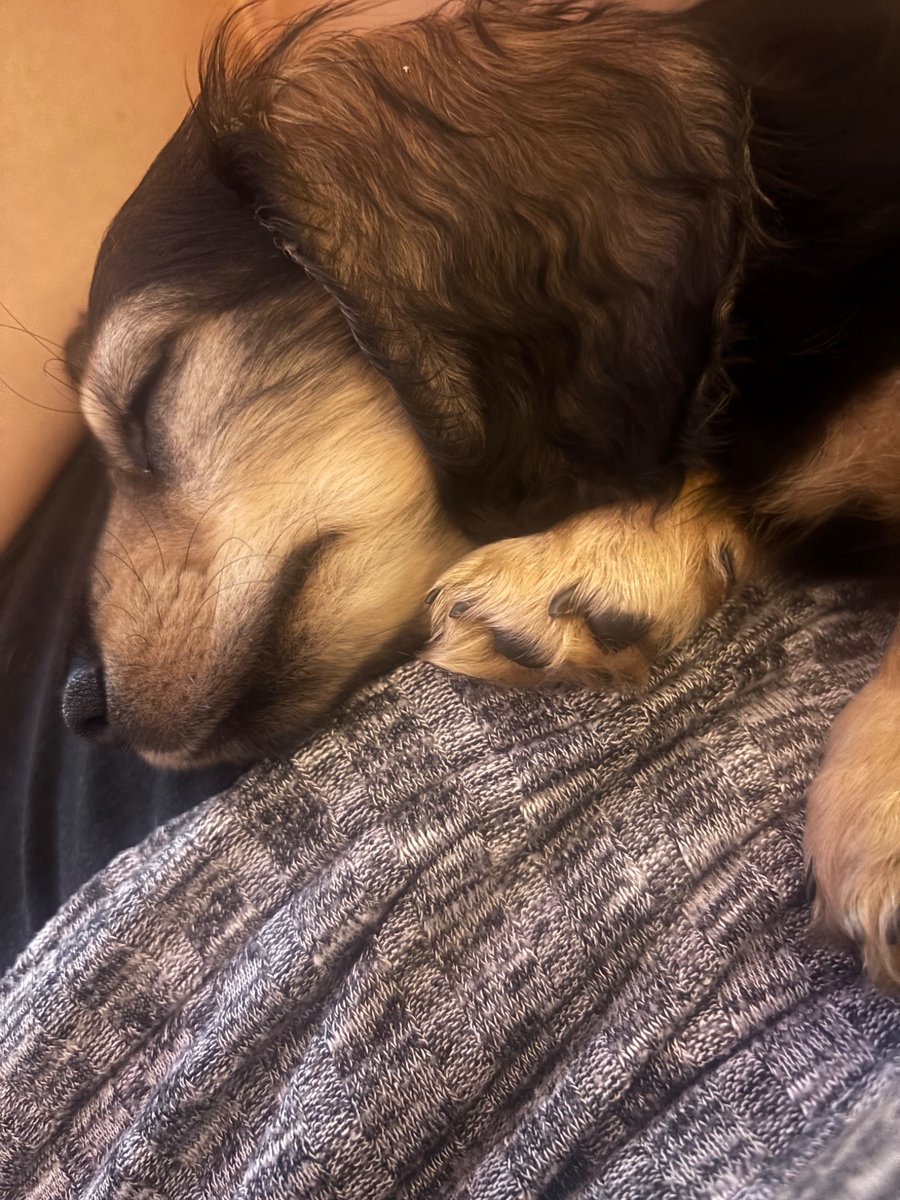 Danielle Radin tweet media