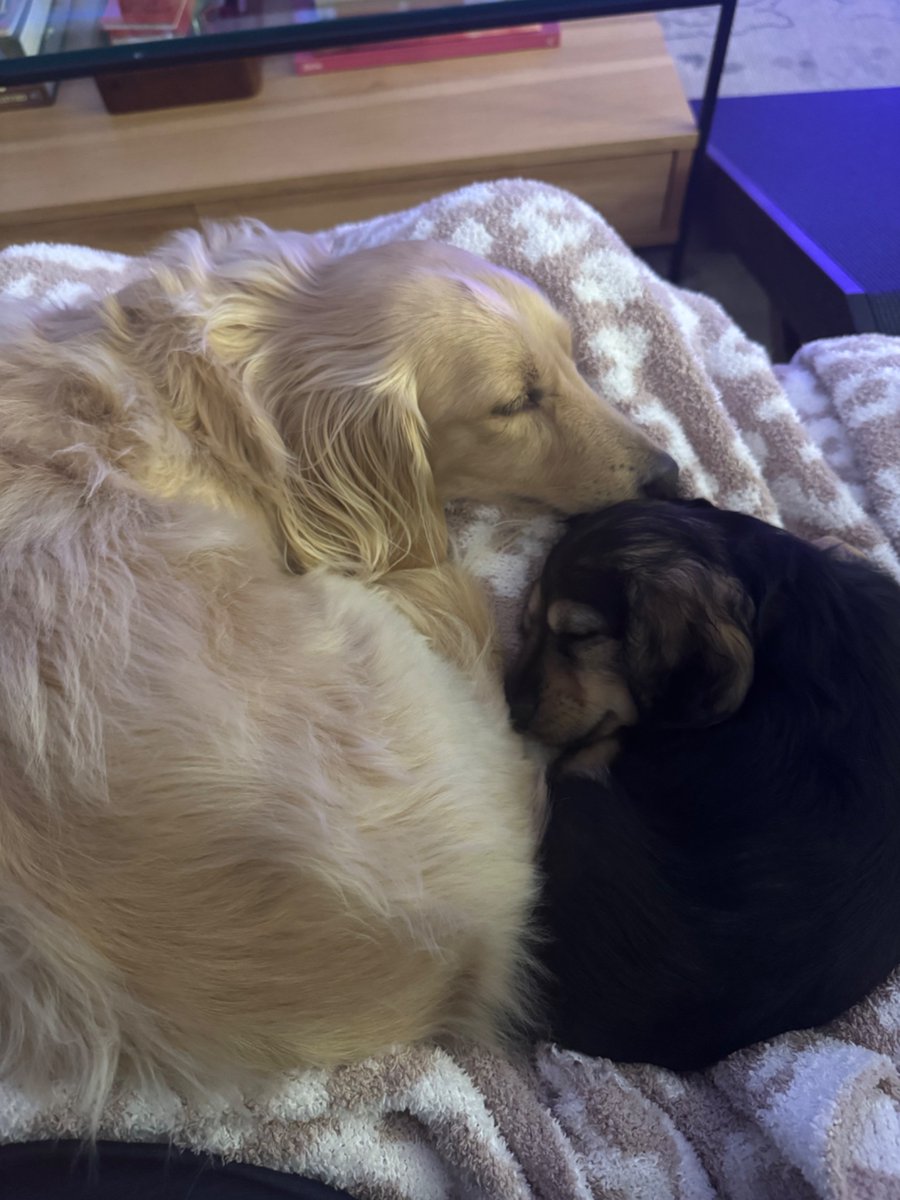 Danielle Radin tweet media