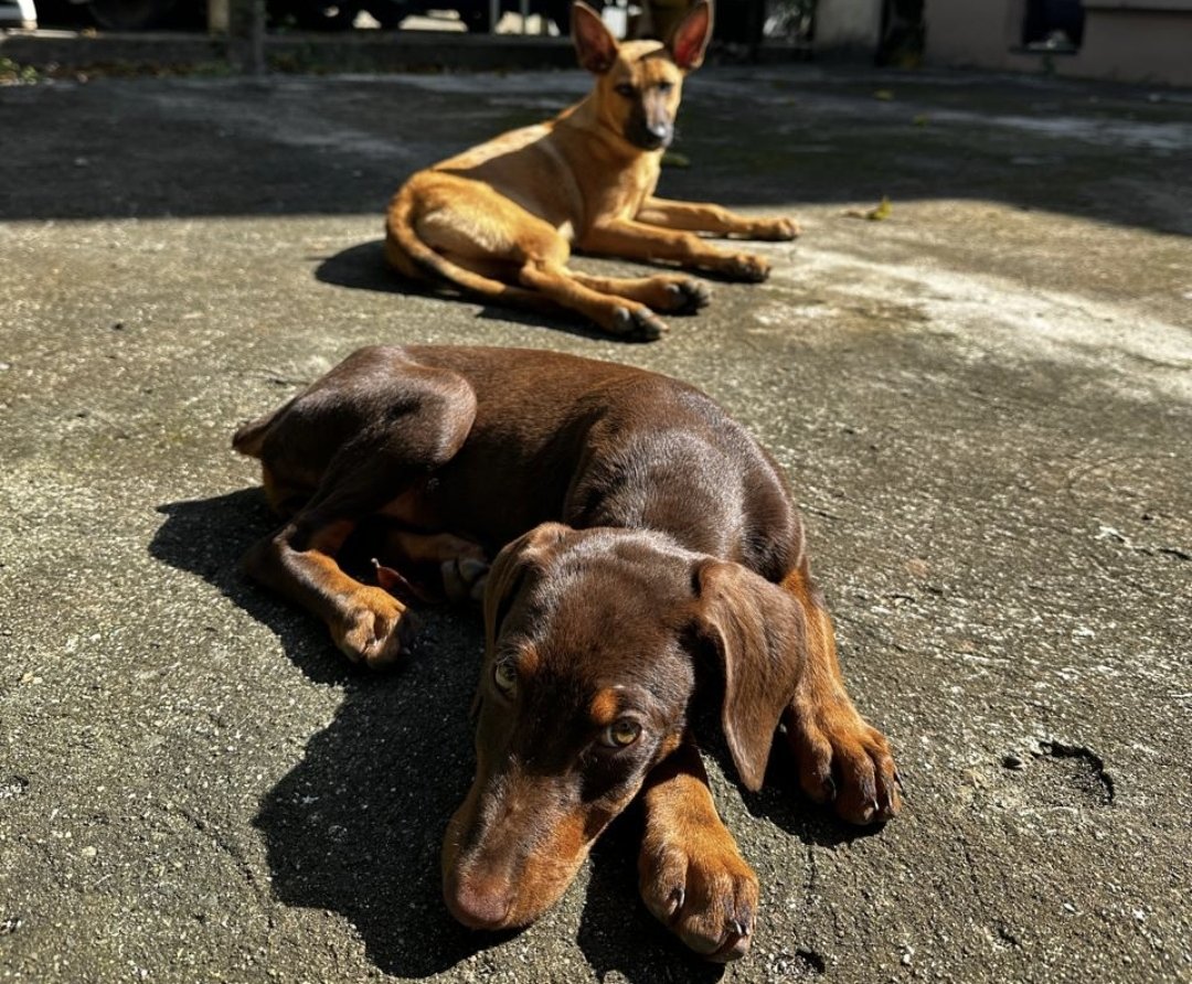 mprts's tweet photo. Pues na, pa que la Doberman no estuviera sola compré una Pastor Belga. Que dos cositas! 🥰 https://t.co/1VOxAYeEiw