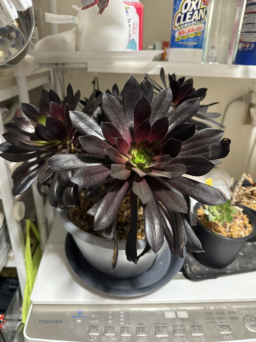 小梅 (@KOUME723) / Posts / X