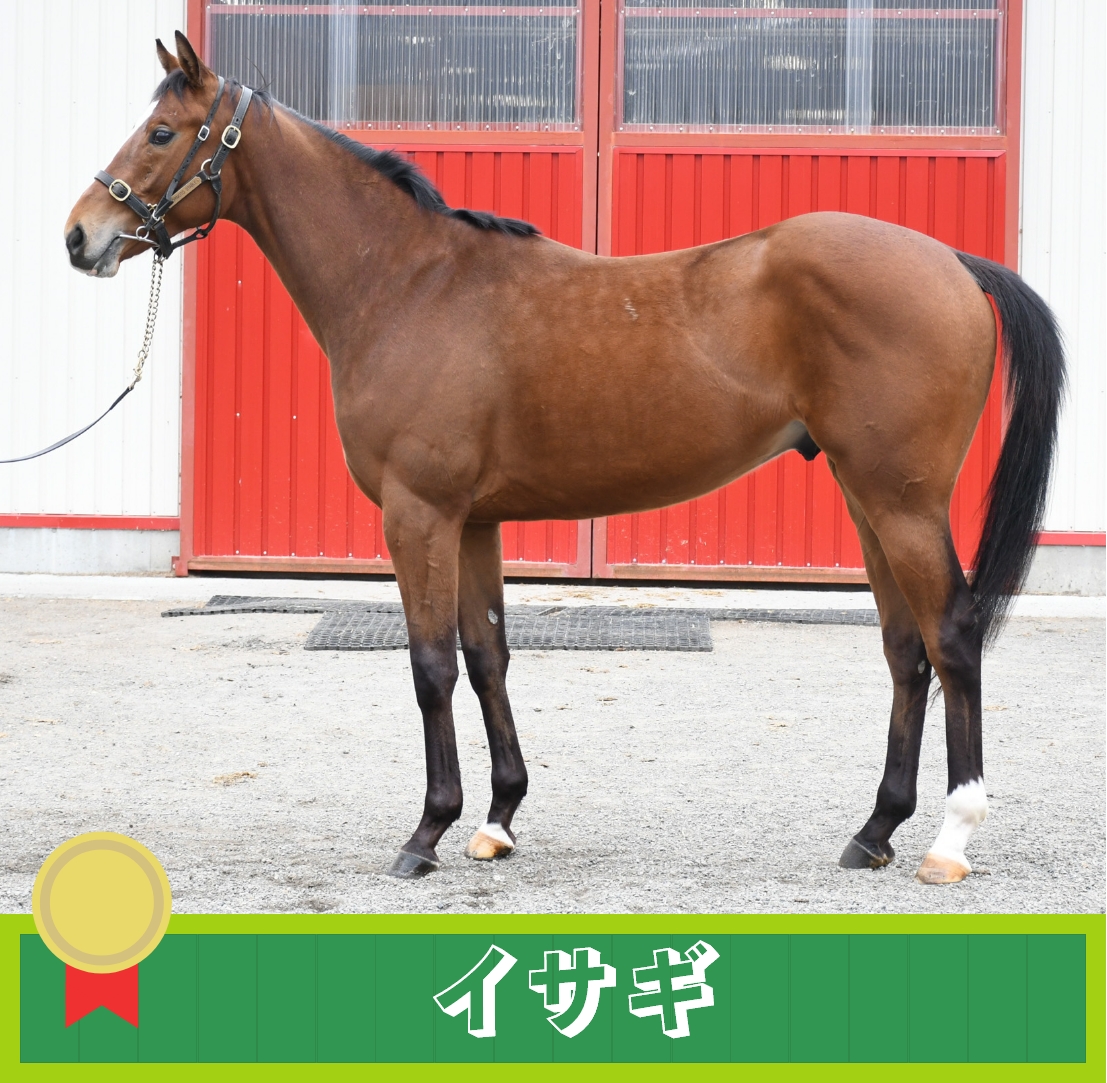 morimotostable2's tweet photo. 🏇勝利馬情報🏇
■レース日
2026年2月8日 (日)
■レース名
3歳未勝利クラス
■出走馬
イサギ

#馬 #牧場 #競走馬 #競馬 #コンサイナー #育成馬 #生産馬 #馬主 #サラブレッド #浦河郡 #北海道 #森本スティーブル  #乗馬 #イサギ号 #horse #horseracing #isagi https://t.co/AqZHha49ua