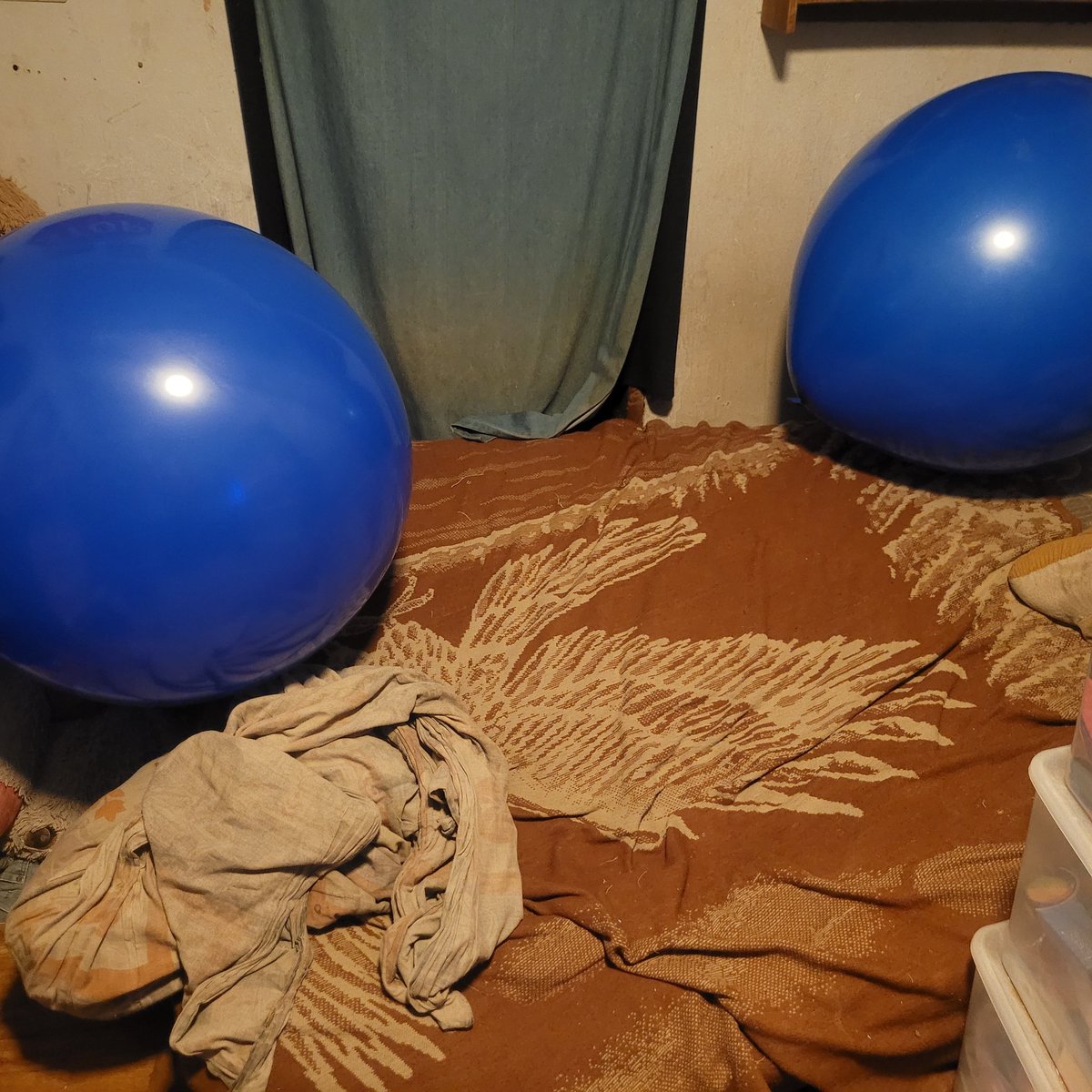 Who wants to play with big blue balloon with Simon the husky