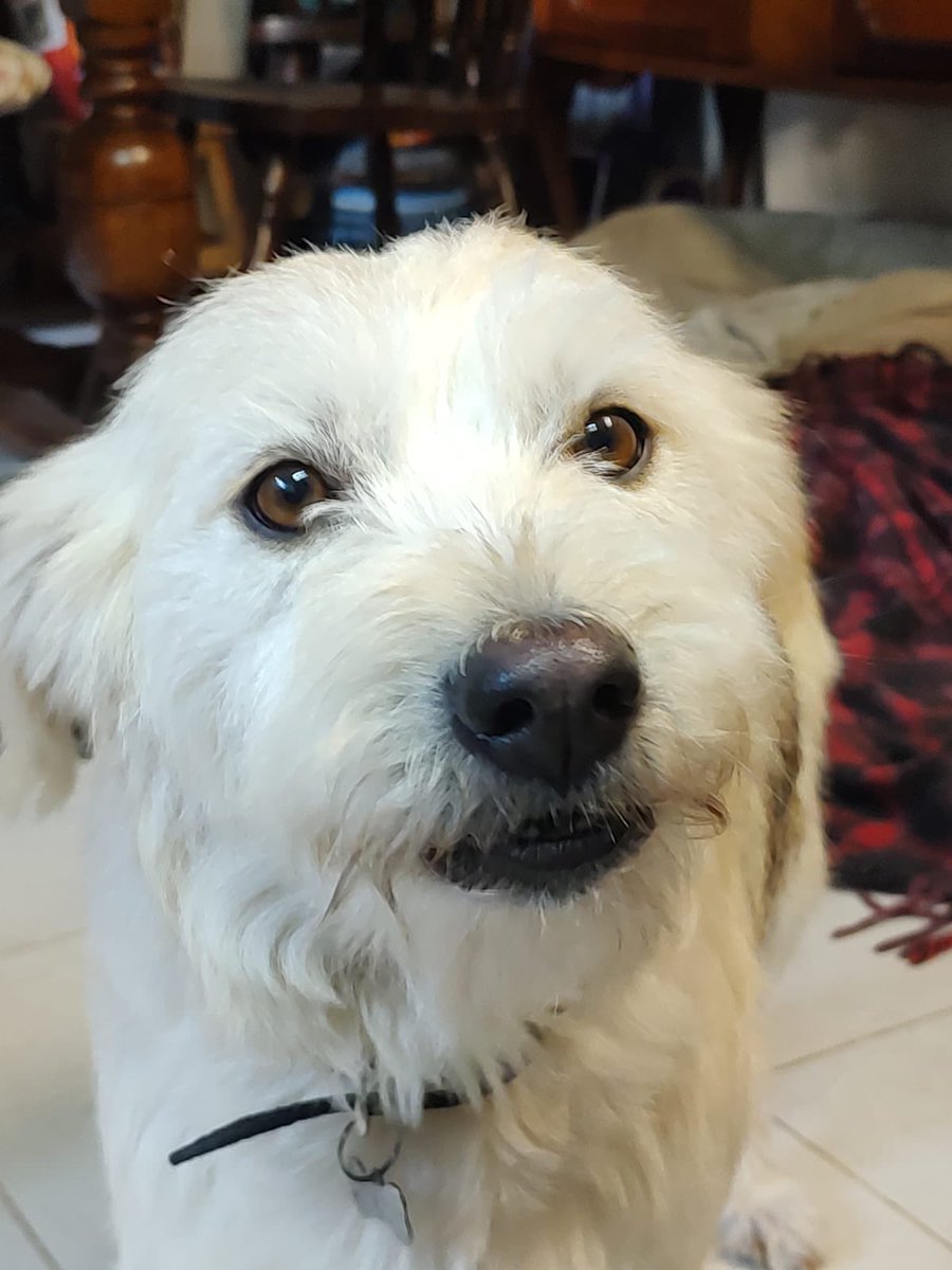 Firulais a salvo tweet media