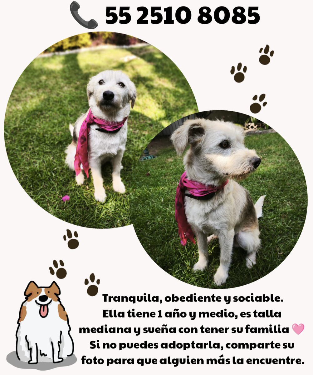 Firulais a salvo tweet media