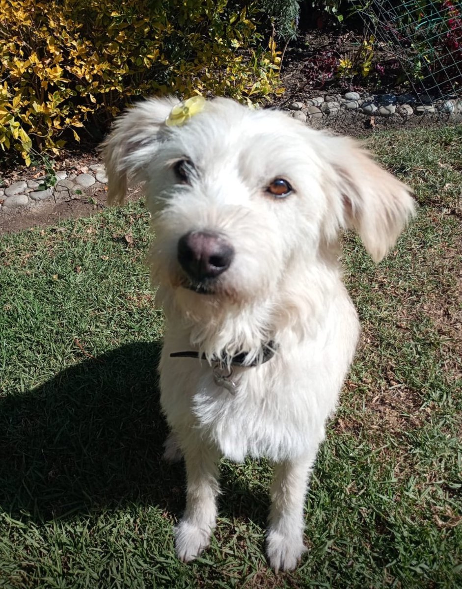 Firulais a salvo tweet media